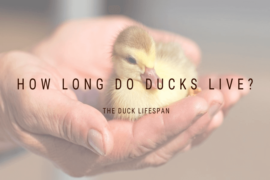 How long a duck lives for
