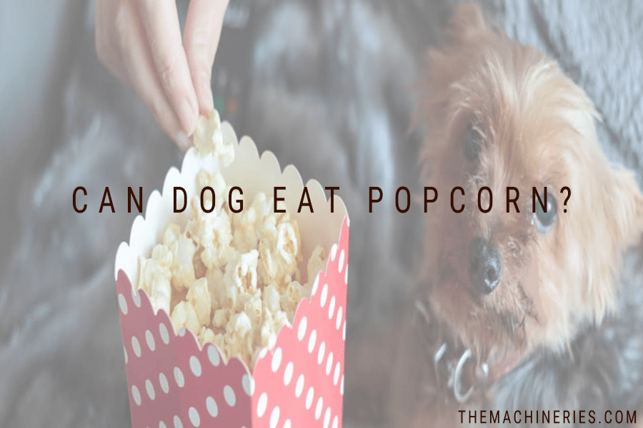 Can dog eat popcorn